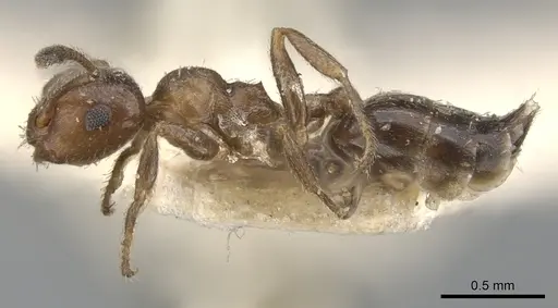 Crematogaster brevidentata specimen CASENT0901467 image casent0901467_3