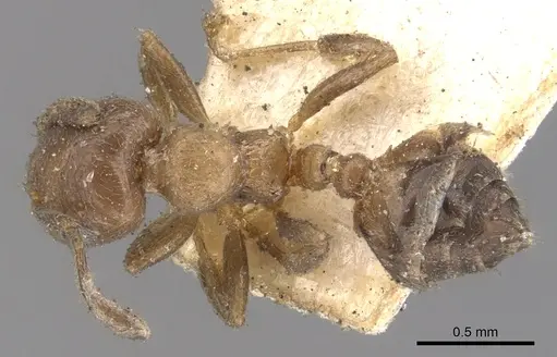 Crematogaster brevidentata specimen CASENT0902171 image casent0902171_1