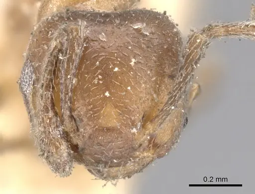 Crematogaster brevidentata specimen CASENT0902171 image casent0902171_2