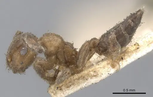 Crematogaster brevidentata specimen CASENT0902171 image casent0902171_3