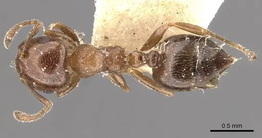 Crematogaster brevidentata specimen CASENT0908391 image casent0908391_1