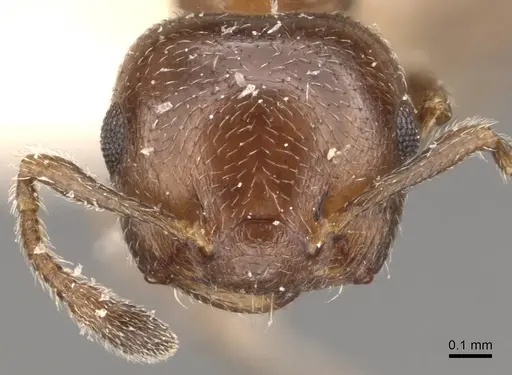 Crematogaster brevidentata specimen CASENT0908391 image casent0908391_2