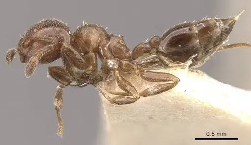 Crematogaster brevidentata specimen CASENT0908391 image casent0908391_3