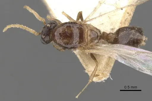 Crematogaster brevimandibularis specimen CASENT0902118 image casent0902118_1