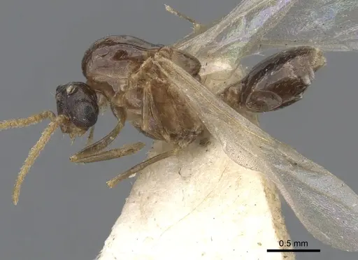 Crematogaster brevimandibularis specimen CASENT0902118 image casent0902118_3
