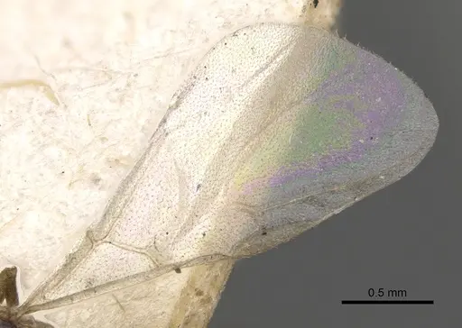 Crematogaster brevimandibularis specimen CASENT0902118 image casent0902118_4