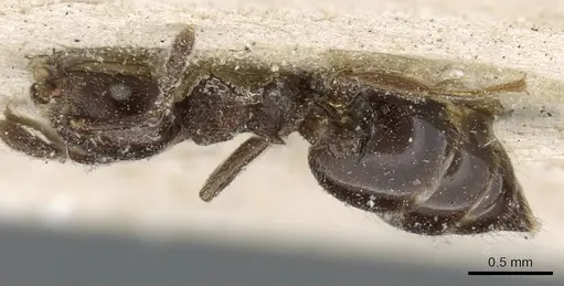 Crematogaster brevis specimen CASENT0905375 image casent0905375_1