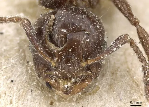 Crematogaster brevis specimen CASENT0905375 image casent0905375_2