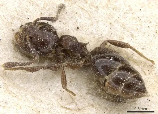 Crematogaster brevis specimen CASENT0905375 image casent0905375_3
