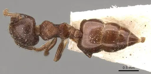 Crematogaster brevis specimen CASENT0914304 image casent0914304_1