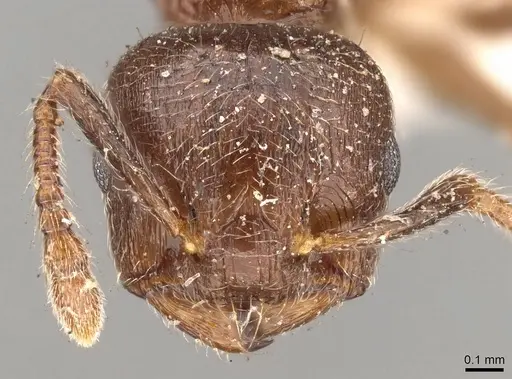 Crematogaster brevis specimen CASENT0914304 image casent0914304_2