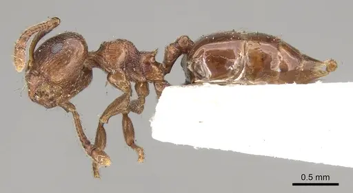 Crematogaster brevis specimen CASENT0914304 image casent0914304_3