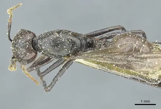 Crematogaster breviventris specimen CASENT0912737 image casent0912737_1