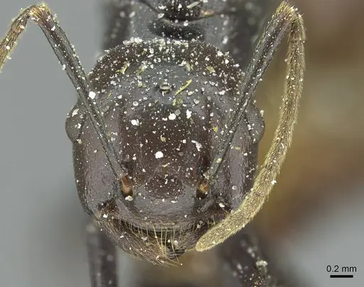 Crematogaster breviventris specimen CASENT0912737 image casent0912737_2