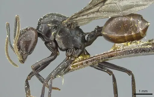 Crematogaster breviventris specimen CASENT0912737 image casent0912737_3