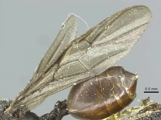 Crematogaster breviventris specimen CASENT0912737 image casent0912737_4