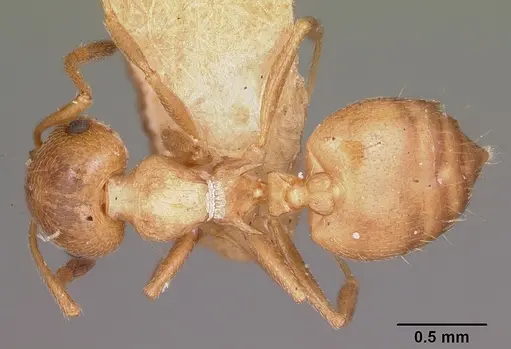 Crematogaster browni specimen CASENT0104688 image casent0104688_1