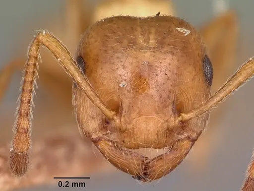 Crematogaster browni specimen CASENT0104688 image casent0104688_2