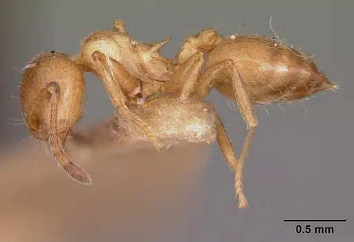 Crematogaster browni specimen CASENT0104688 image casent0104688_3