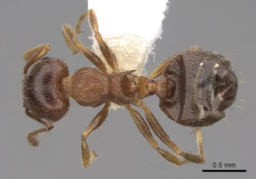 Crematogaster browni specimen CASENT0922722 image casent0922722_1