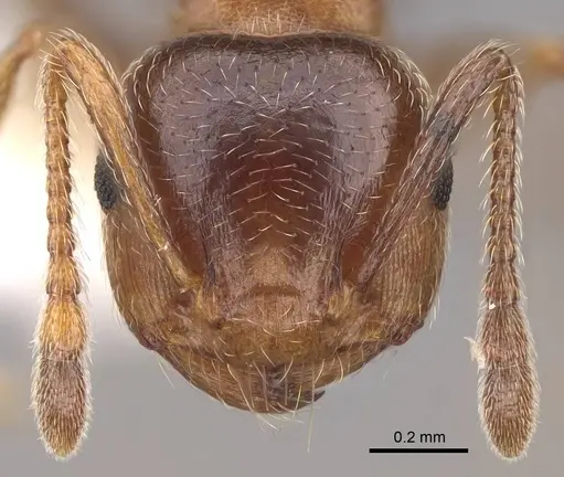 Crematogaster browni specimen CASENT0922722 image casent0922722_2