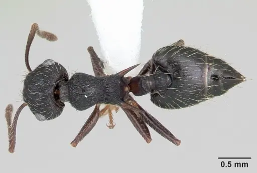 Crematogaster bruchi specimen CASENT0173931 image casent0173931_1