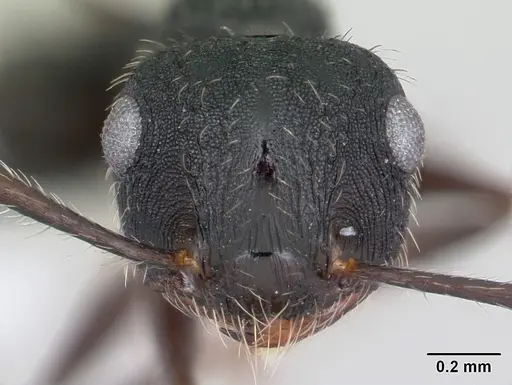 Crematogaster bruchi specimen CASENT0173931 image casent0173931_2