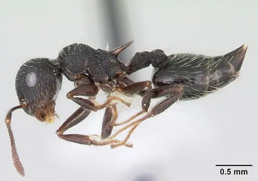 Crematogaster bruchi specimen CASENT0173931 image casent0173931_3