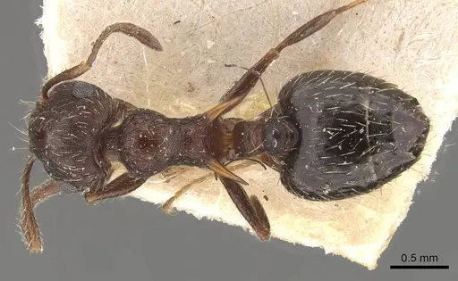 Crematogaster bruchi specimen CASENT0908410 image casent0908410_1