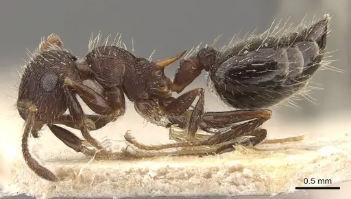 Crematogaster bruchi specimen CASENT0908410 image casent0908410_3