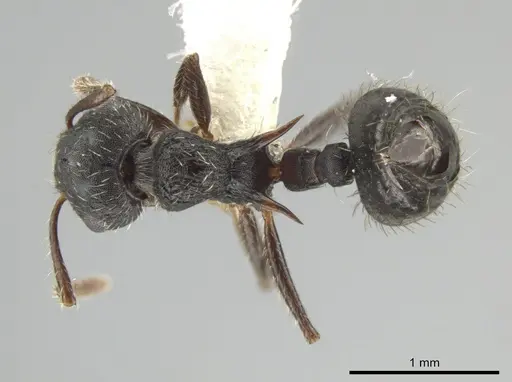 Crematogaster bruchi specimen JTLC000007580 image jtlc000007580_1
