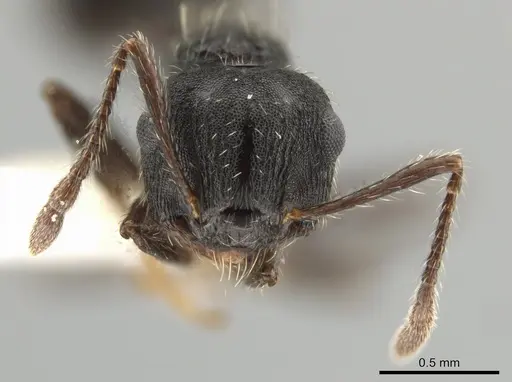 Crematogaster bruchi specimen JTLC000007580 image jtlc000007580_2