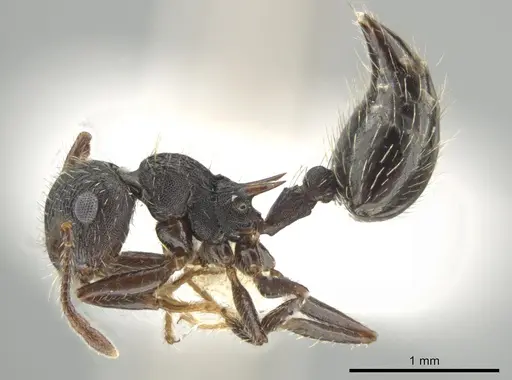 Crematogaster bruchi specimen JTLC000007580 image jtlc000007580_3