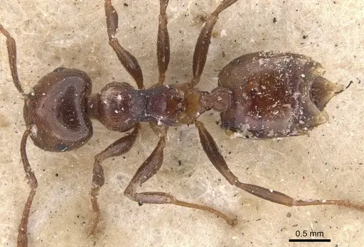 Crematogaster brunnea specimen CASENT0901435 image casent0901435_1
