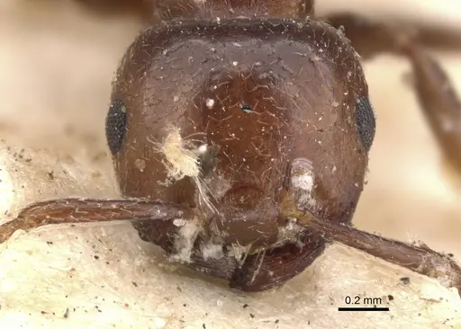 Crematogaster brunnea specimen CASENT0901435 image casent0901435_2