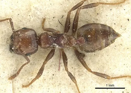 Crematogaster brunnea specimen CASENT0902122 image casent0902122_1