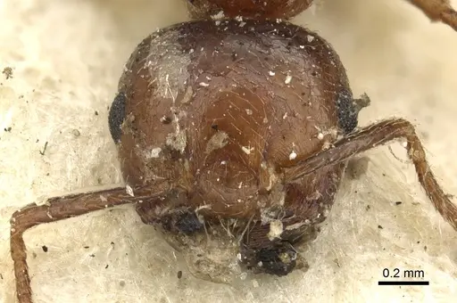 Crematogaster brunnea specimen CASENT0902122 image casent0902122_2