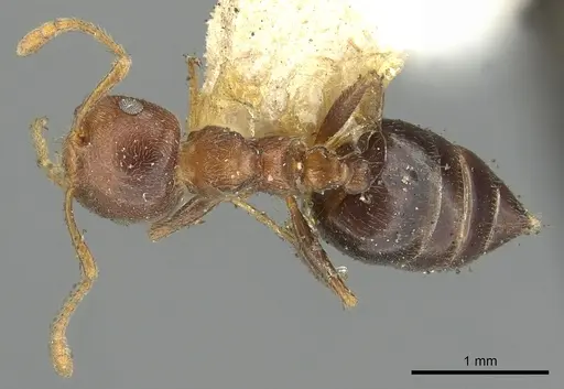 Crematogaster brunnea specimen CASENT0902123 image casent0902123_1