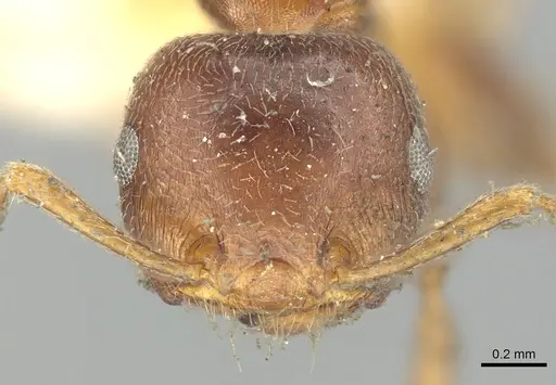 Crematogaster brunnea specimen CASENT0902123 image casent0902123_2
