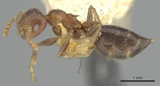 Crematogaster brunnea specimen CASENT0902123 image casent0902123_3