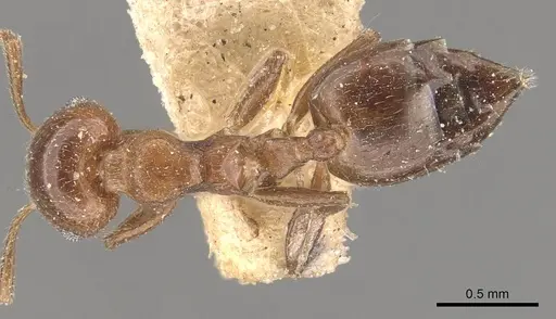 Crematogaster brunnea specimen CASENT0908565 image casent0908565_1