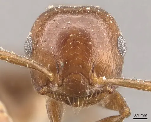 Crematogaster brunnea specimen CASENT0908565 image casent0908565_2
