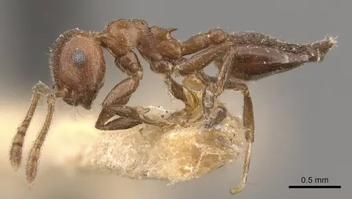 Crematogaster brunnea specimen CASENT0908565 image casent0908565_3