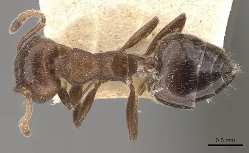 Crematogaster brunnea specimen CASENT0908567 image casent0908567_1