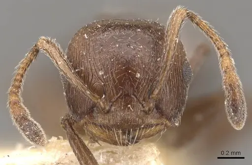 Crematogaster brunnea specimen CASENT0908567 image casent0908567_2