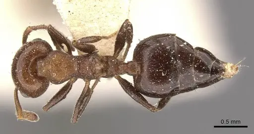 Crematogaster brunnea specimen CASENT0908568 image casent0908568_1