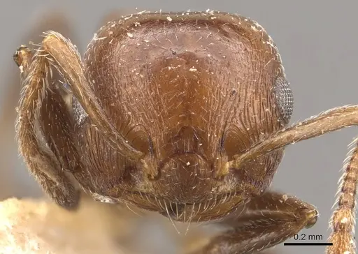 Crematogaster brunnea specimen CASENT0908568 image casent0908568_2