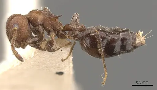 Crematogaster brunnea specimen CASENT0908568 image casent0908568_3