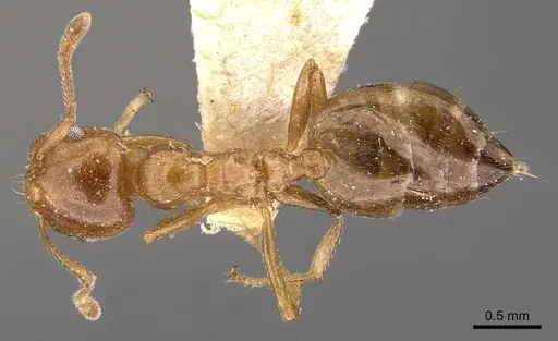 Crematogaster brunnea specimen CASENT0908570 image casent0908570_1