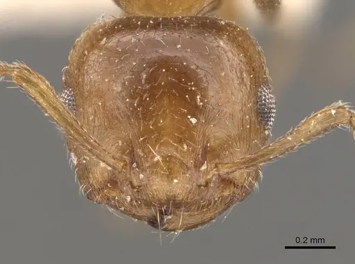 Crematogaster brunnea specimen CASENT0908570 image casent0908570_2